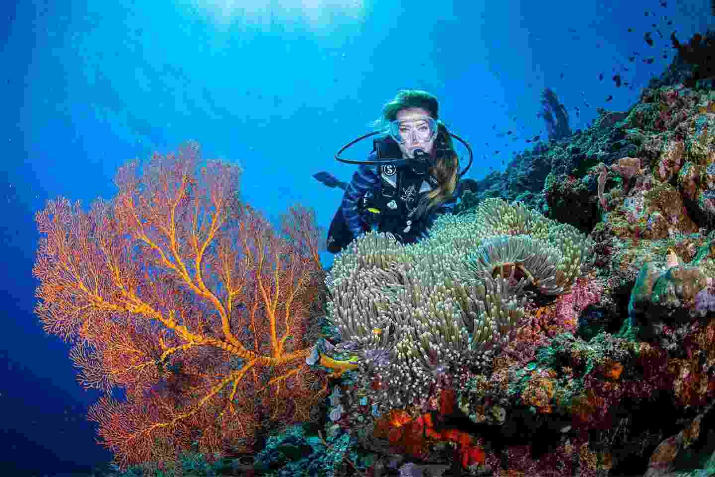 diving pulau menjangan