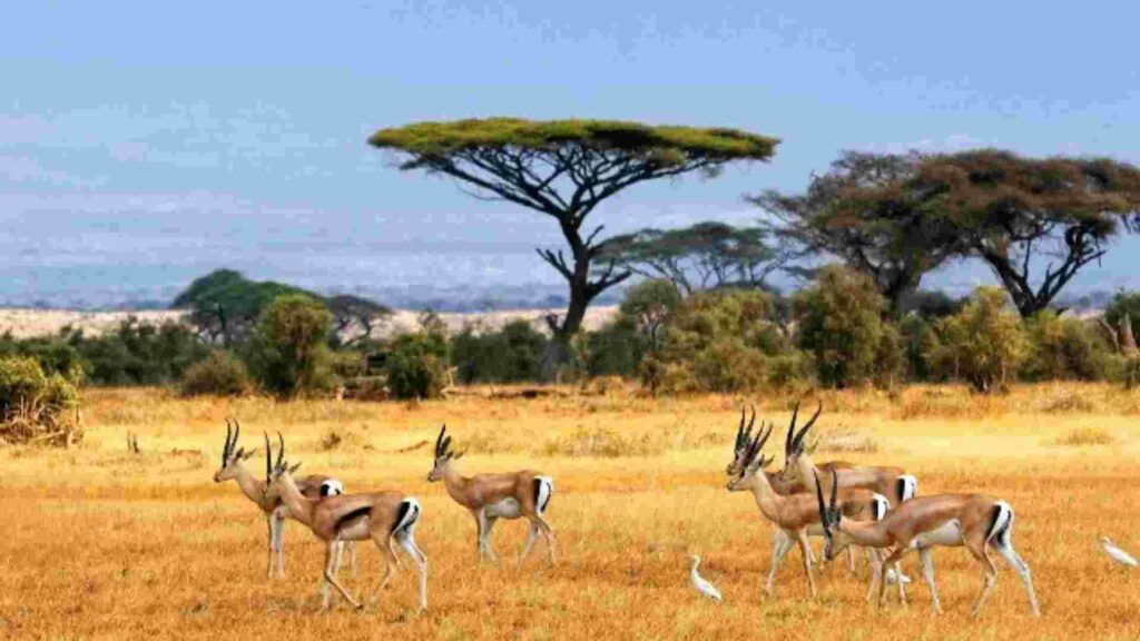 baluran national park