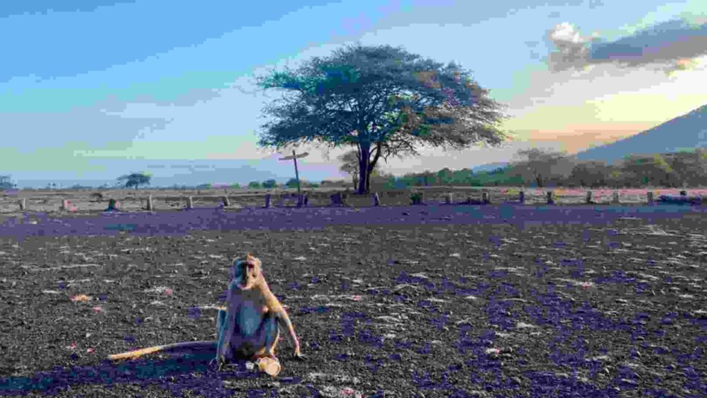 taman nasional baluran