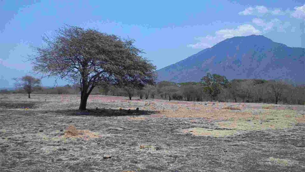 savana bekol baluran