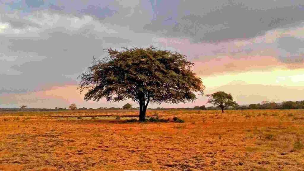 savana bekol baluran