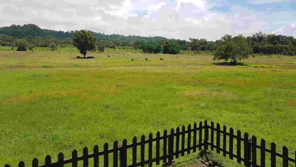 padang savana sadengan banyuwangi
