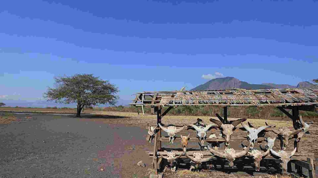 savana bekol baluran