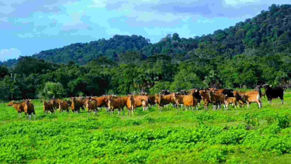 padang savana sadengan banyuwangi