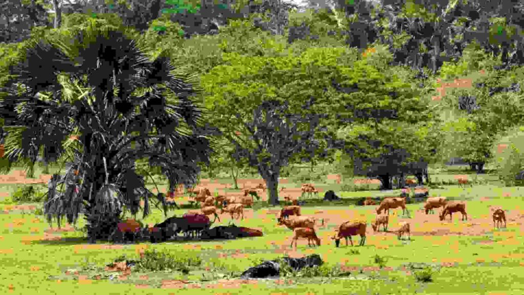 padang savana sadengan banyuwangi