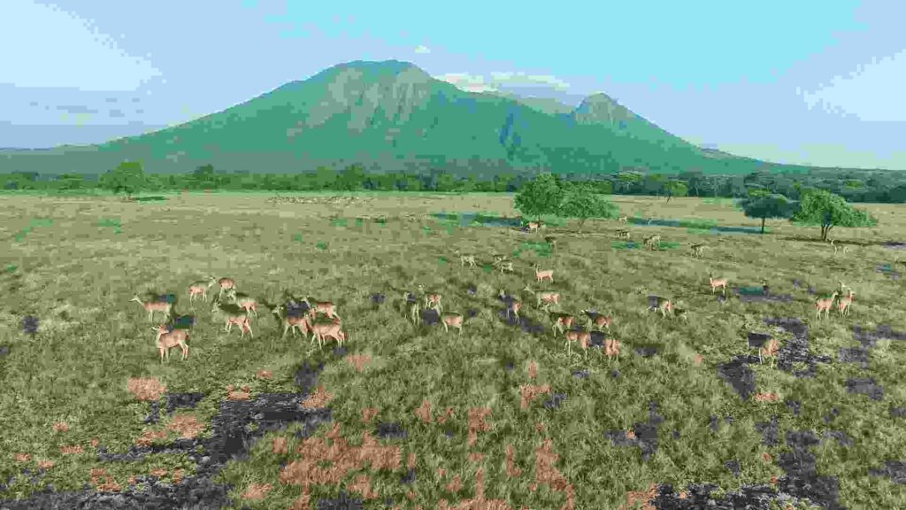 savana bekol baluran