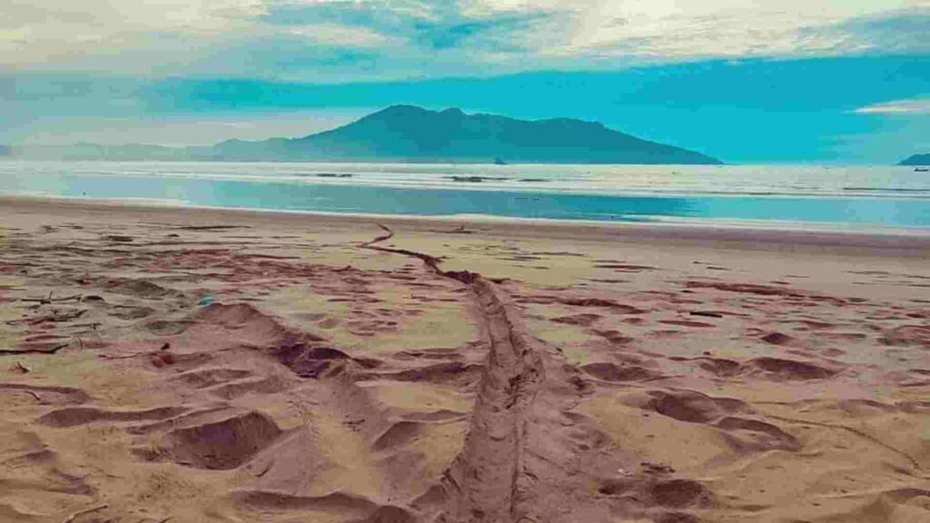 pantai pancer banyuwangi
