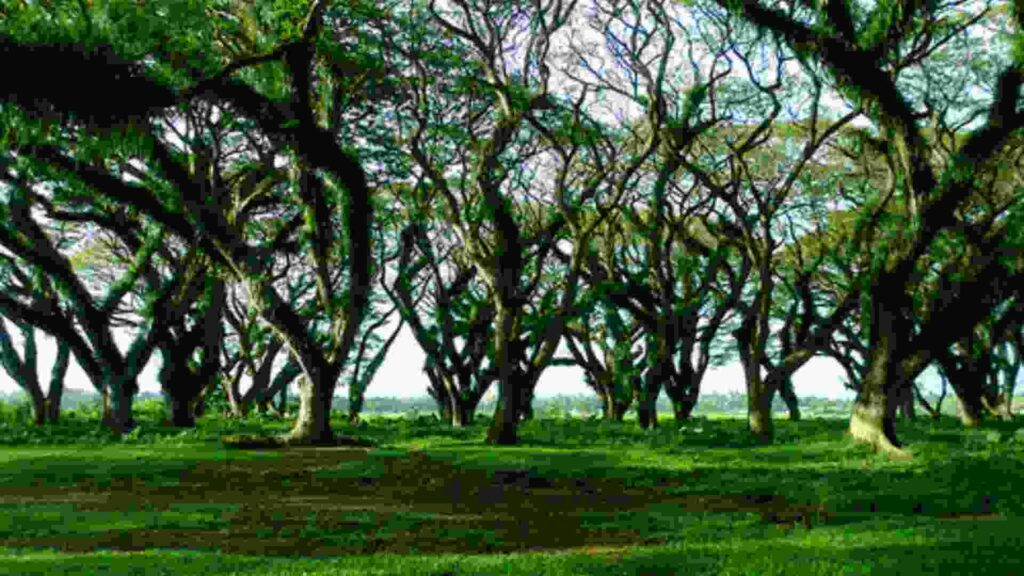 djawatan benculuk banyuwangi