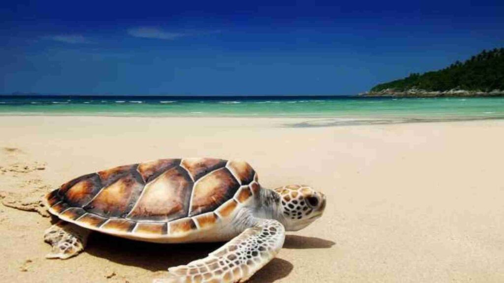turtle beach banyuwangi