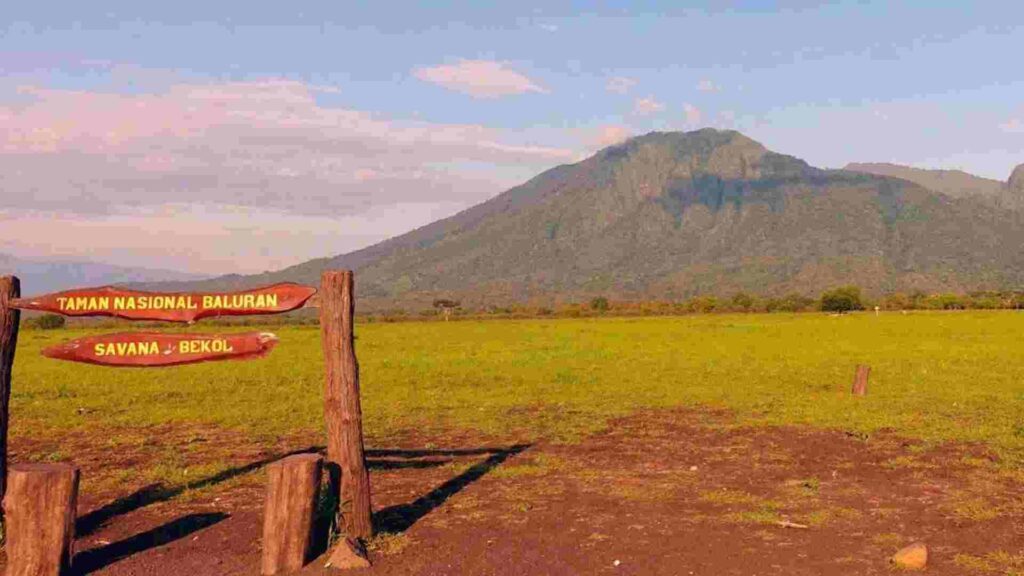 savana bekol baluran