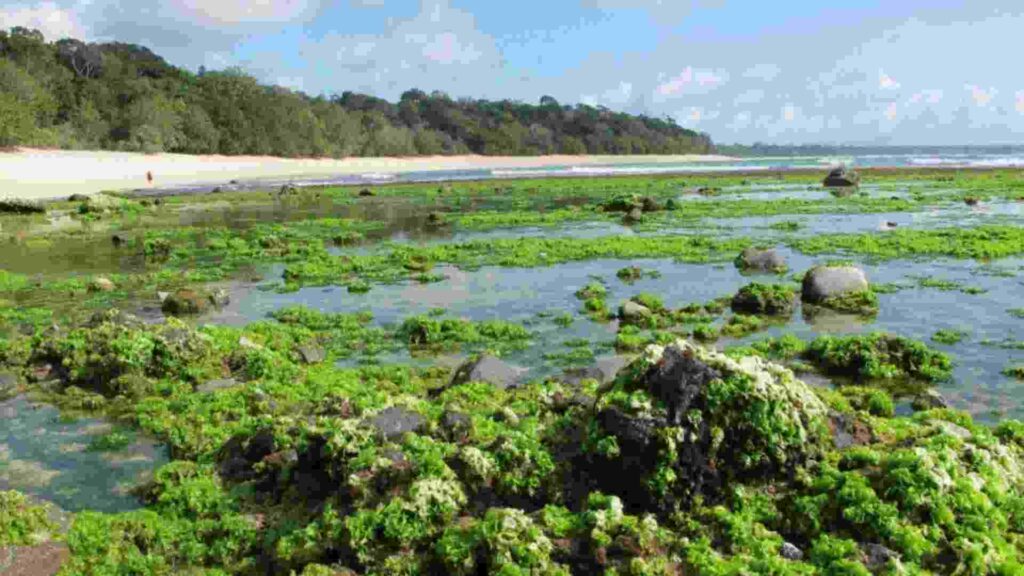 pantai parang ireng banyuwangi