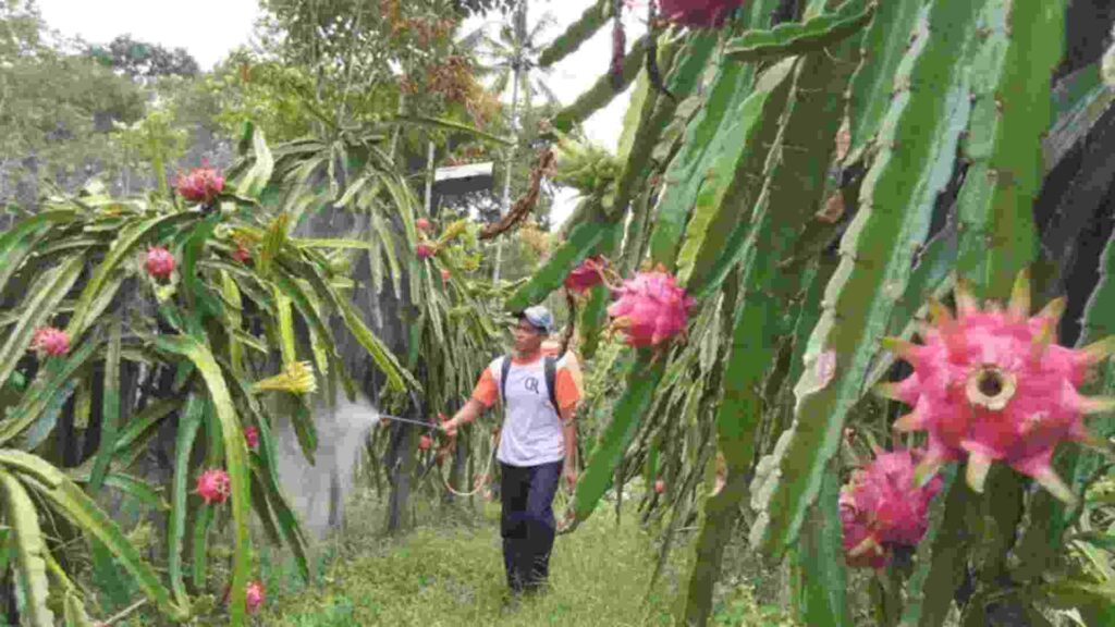 wisata petik buah naga banyuwangi
