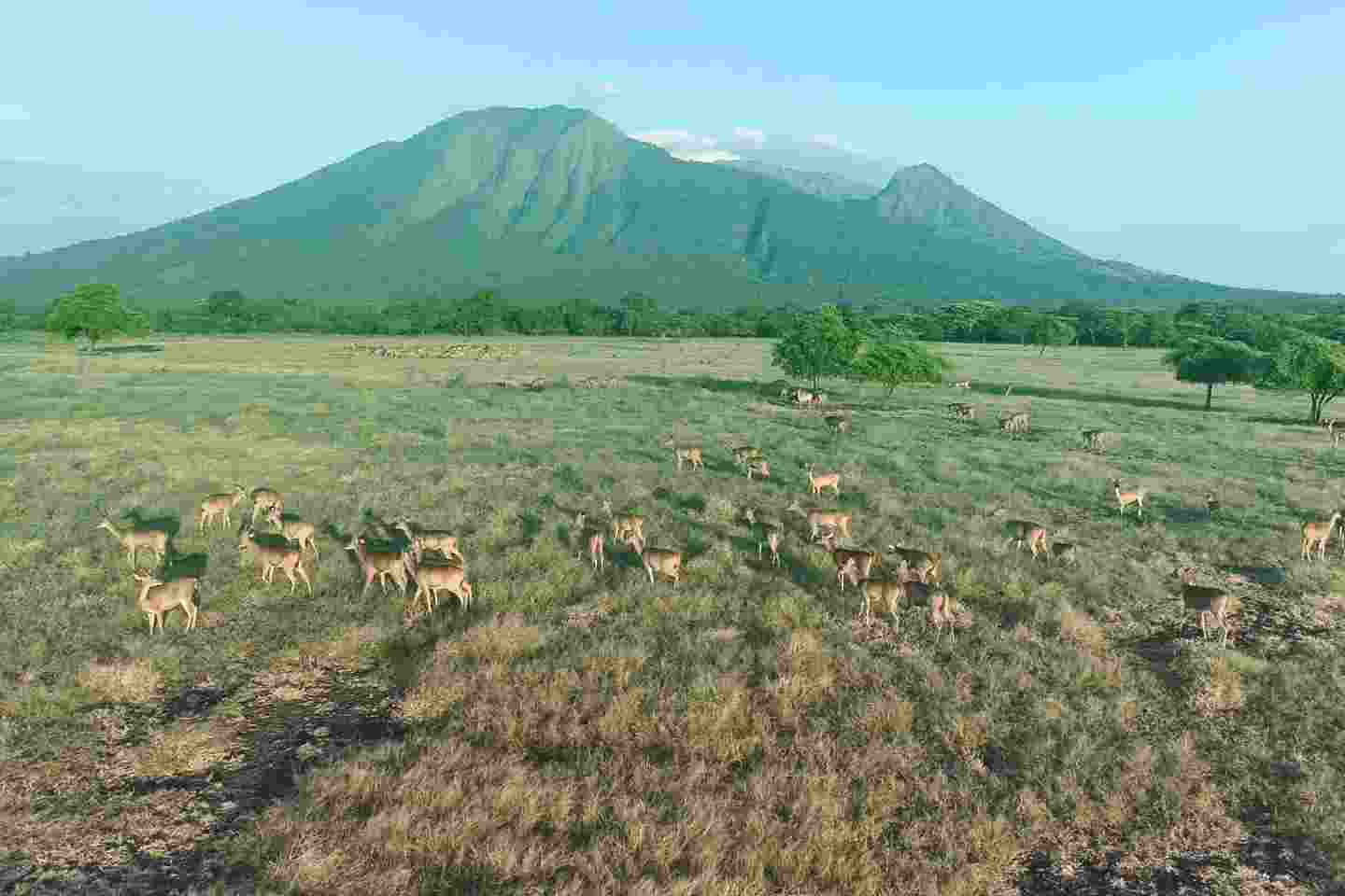 paket wisata menjangan tabuhan baluran